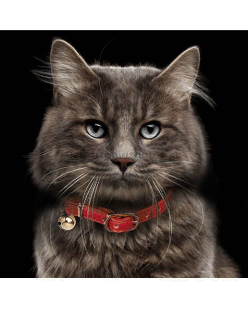 collar-trocadero-rojo-para-gato-veterizoniashop-1