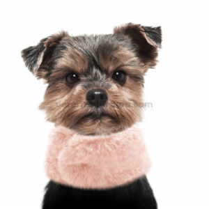 cuello-jian-para-perros-1