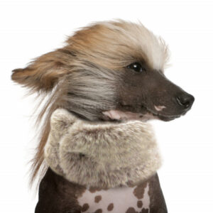 cuello-kirill-para-perros-1