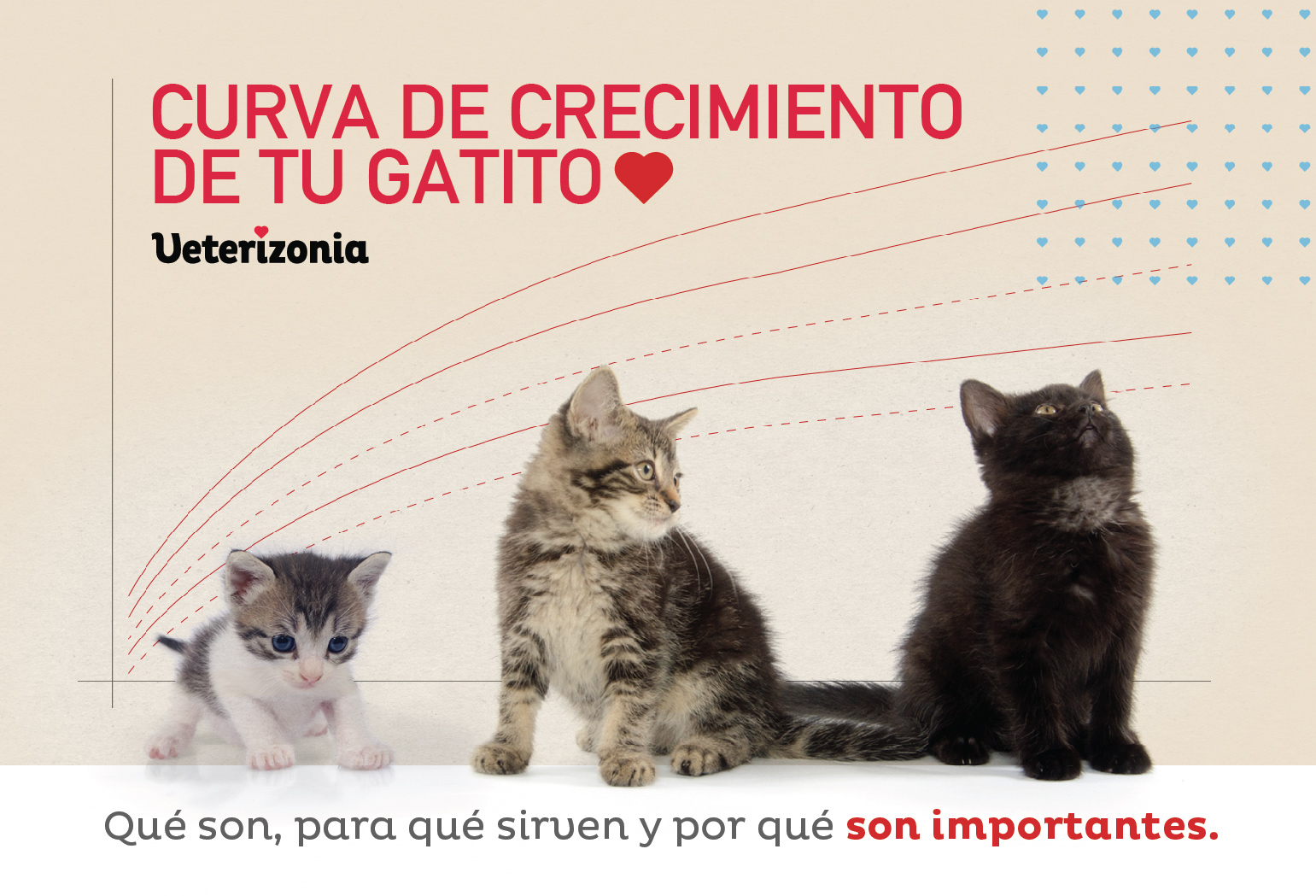 crecimiento gatitos curva