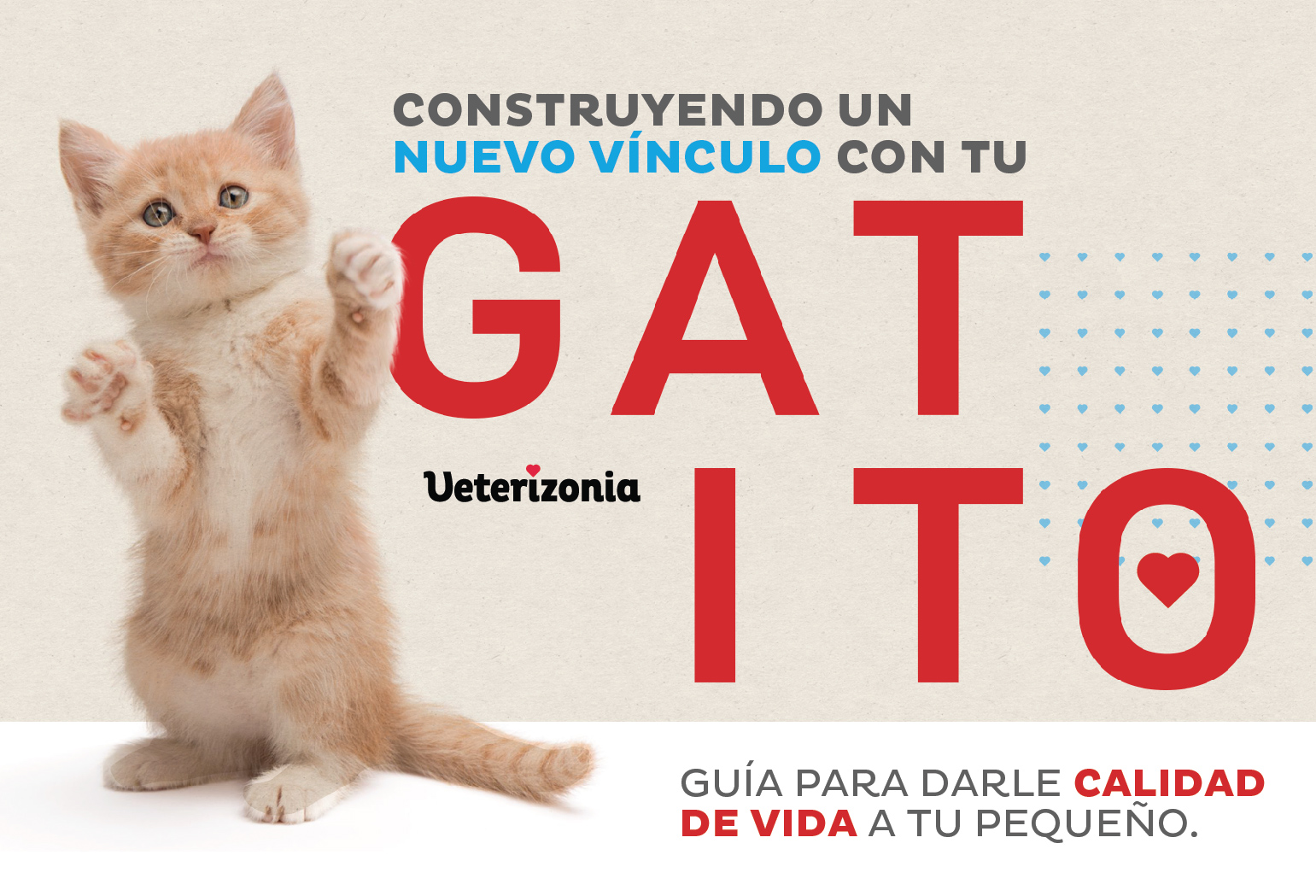 Guía completa sobre gatitos