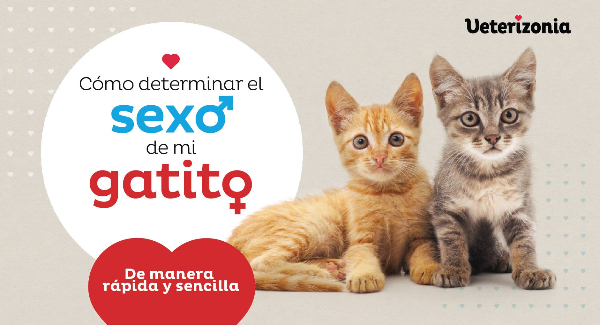 Cómo determinar el sexo de mi gatito