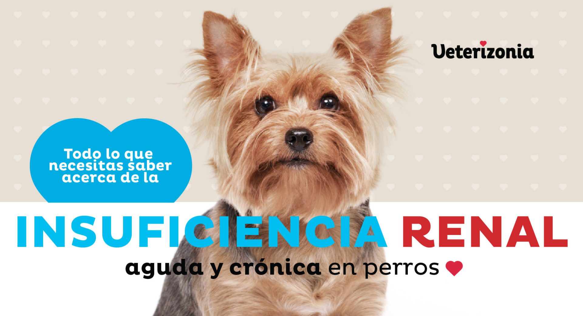 Insuficiencia renal aguda y crónica en perros