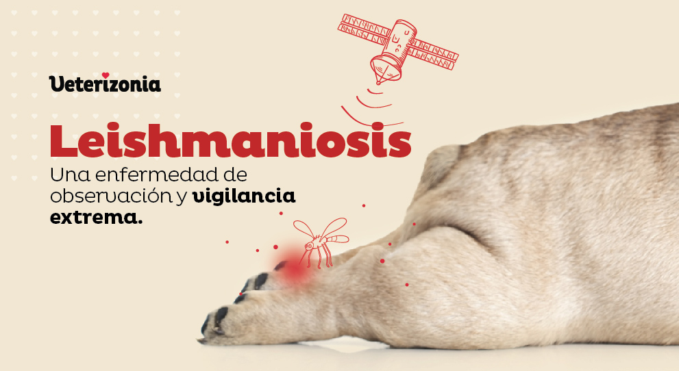 Leishmaniosis perros veterizonia