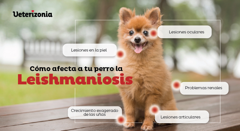 Leishmaniosis perros afectaciones