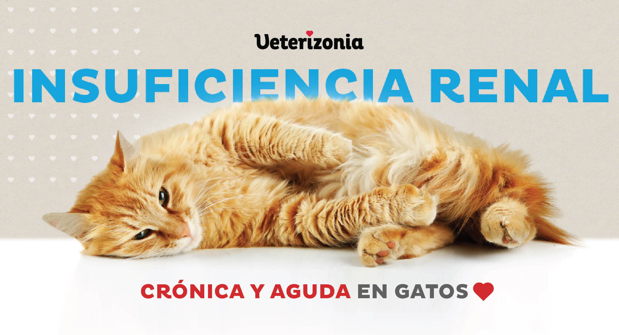 Gatos enfermedad renal crónica y aguda
