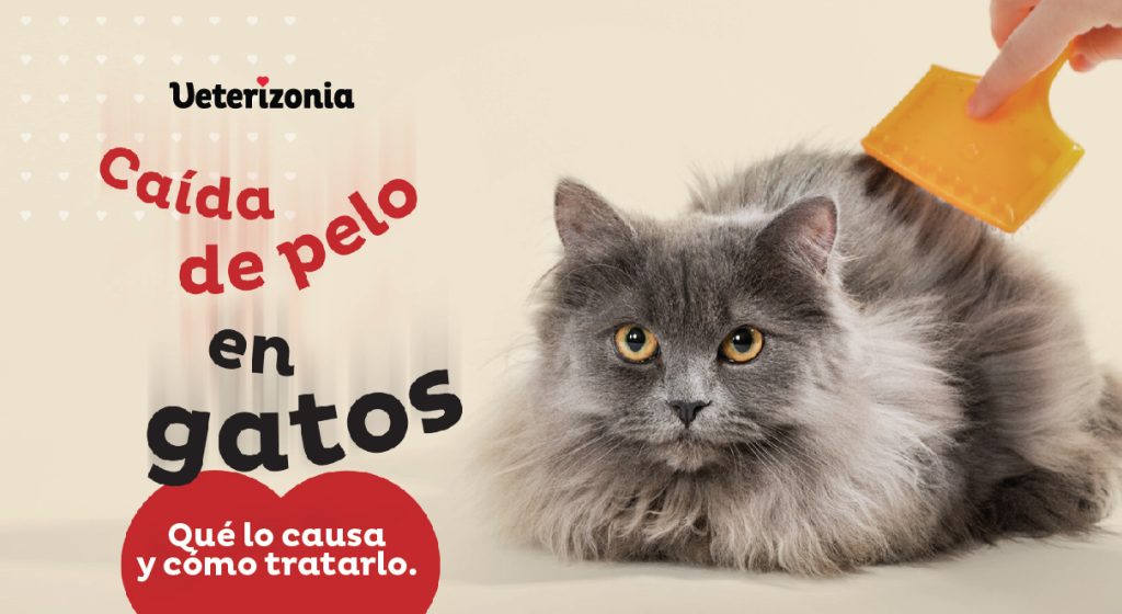 Caída del pelo en gatos