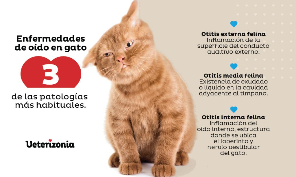 Enfermedades más comunes en Gatos otitis