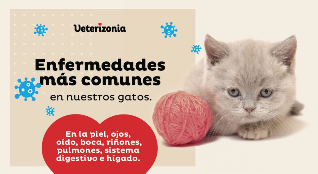 Enfermedades más comunes en Gatos