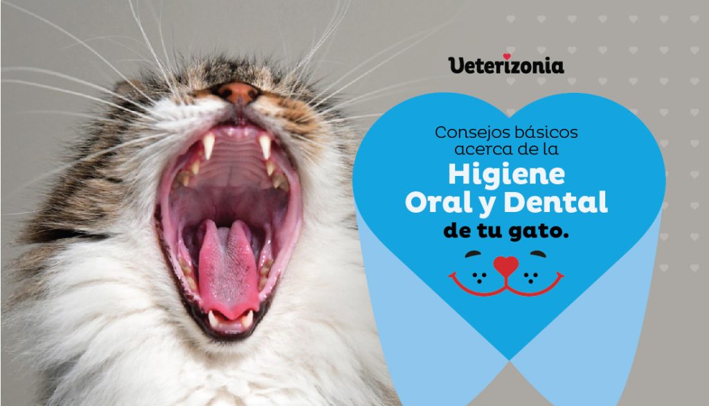 Higiene Oral y Dental Gatos