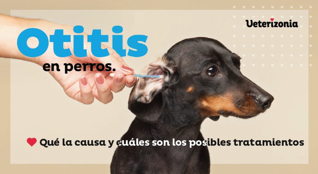 Otitis en perros