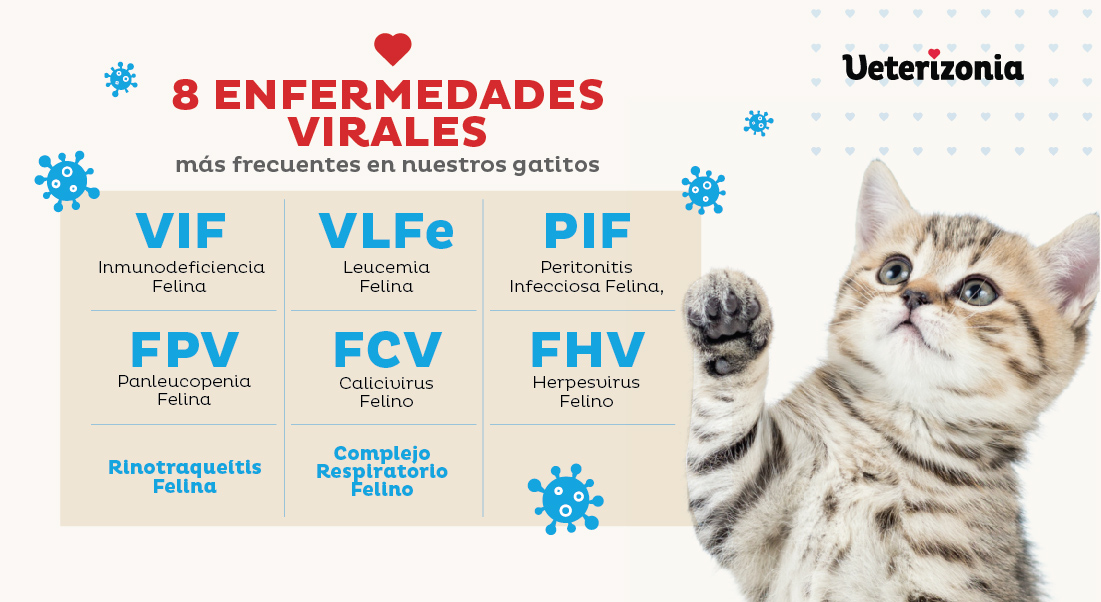 Prestigioso Gran roble deseo Enfermedades virales en gatos ¡Las 8 más comunes! - Veterizonia