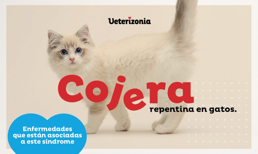 Cojera repentina en Gatos