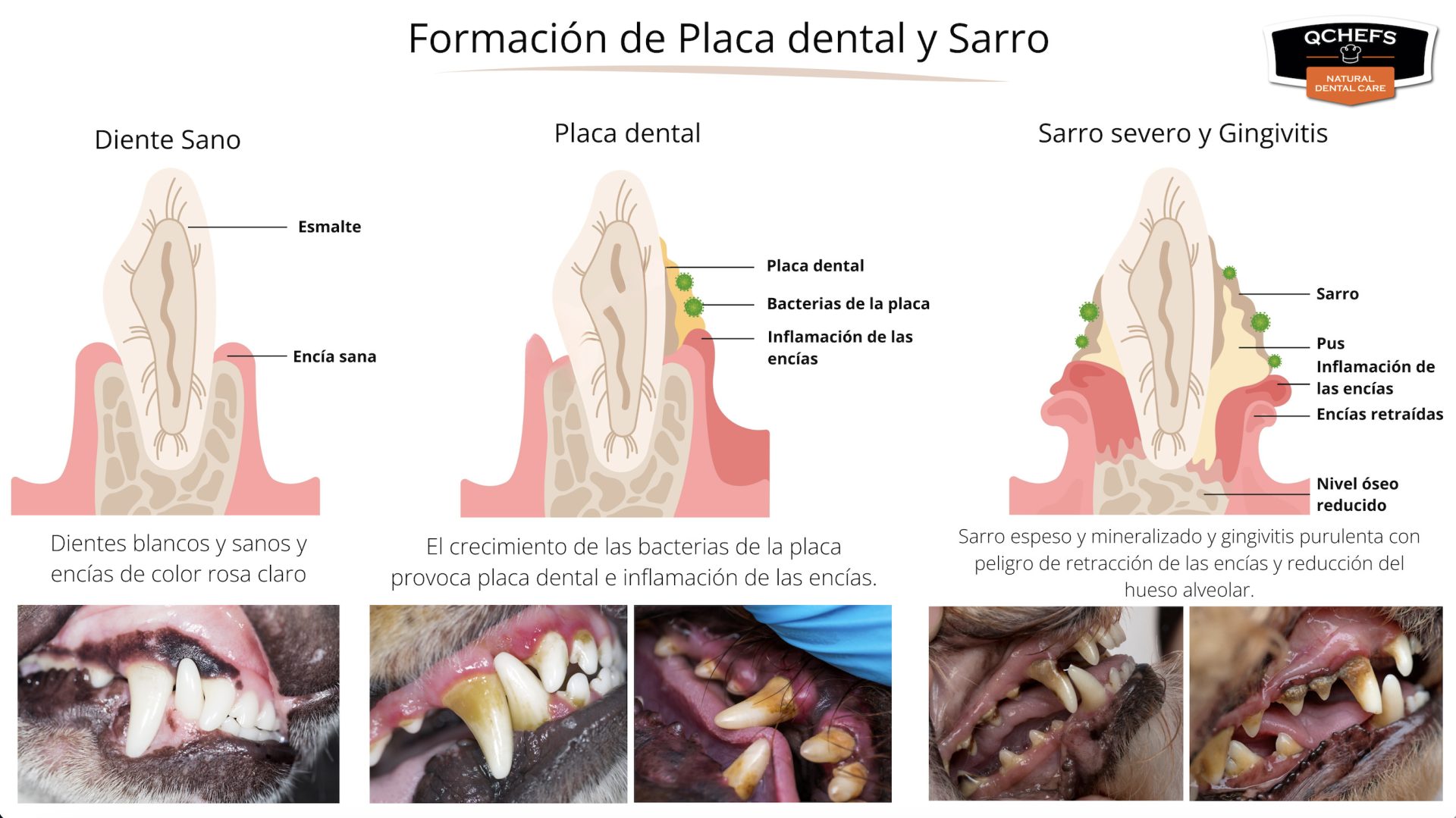 Formación-de-placa-dental-y- Sarro-diente-perro-veterizonia-1