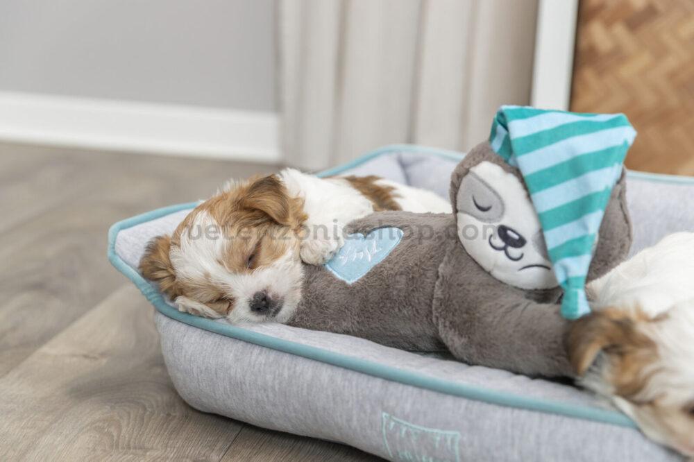 peluche-para-cachorro-perro-latido-corazón-veterizoniashop-10