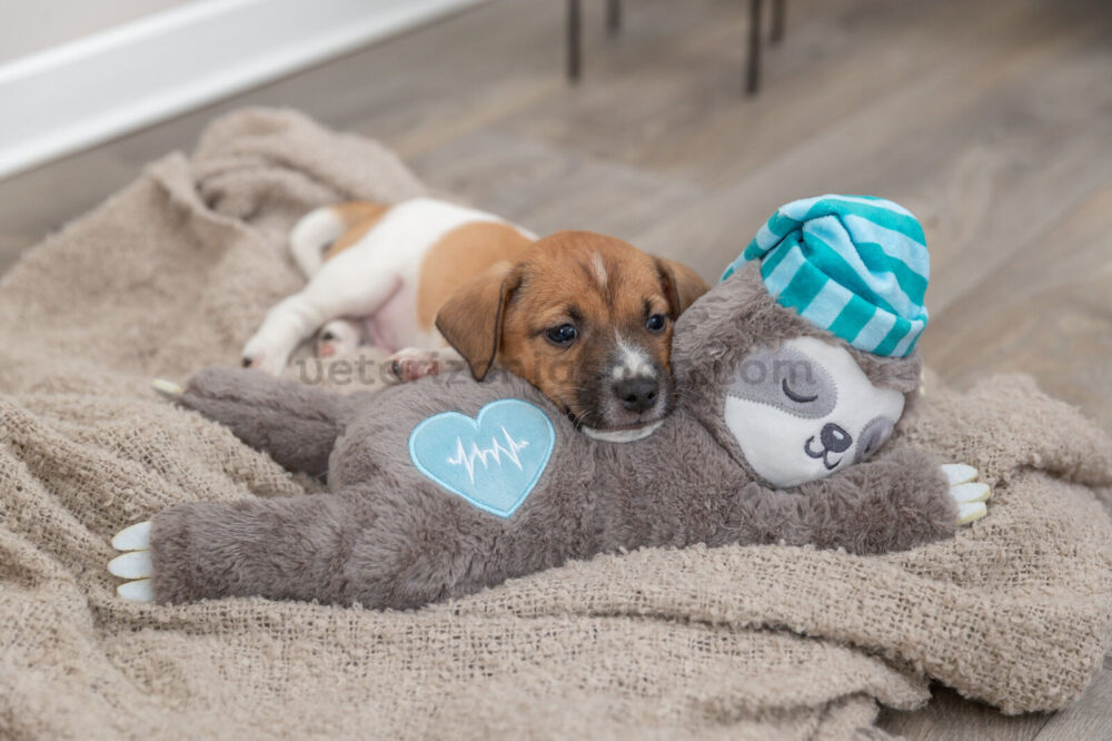peluche-para-cachorro-perro-latido-corazón-veterizoniashop-7