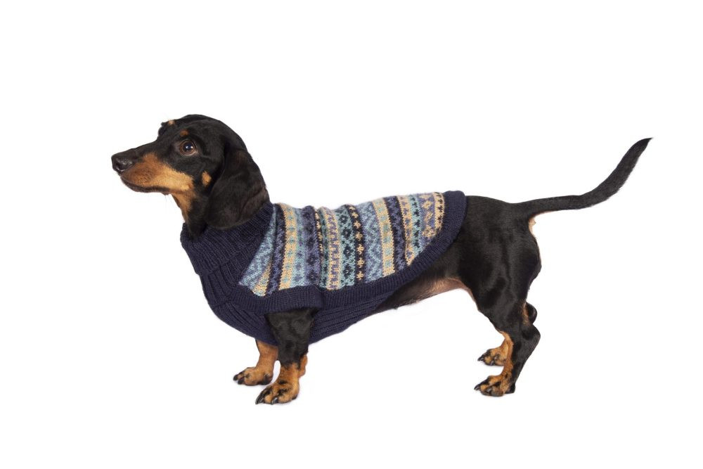 jersey-para-perros Après ski blue