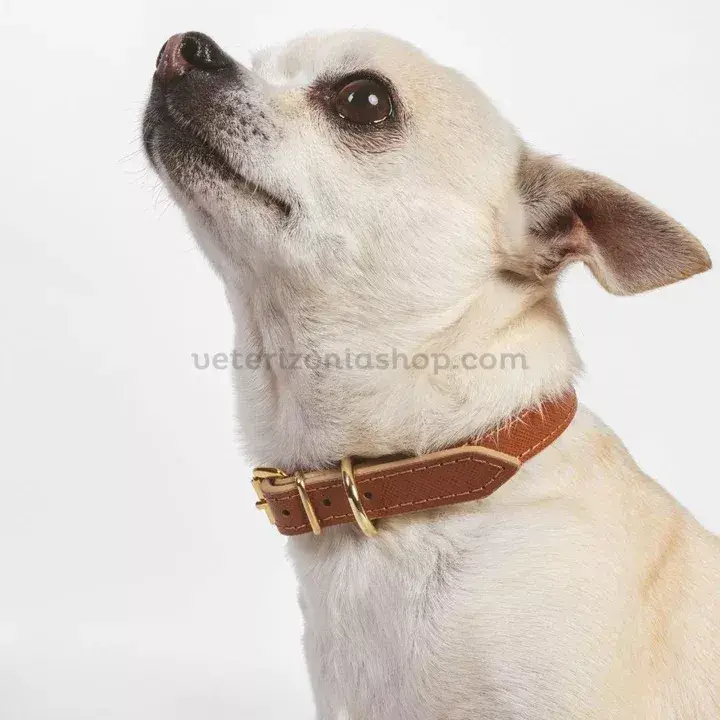 collar-perro-pequeno-juno-toy-coñac-veterizonia-2