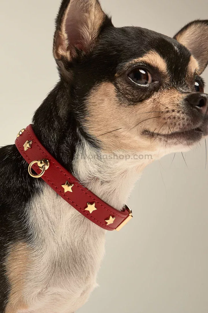 collar-perro-pequeno-nara-toy-rojo-veterizonia