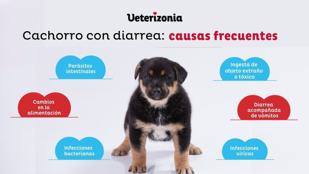 cachorro-con-diarrea-causas-frecuentes