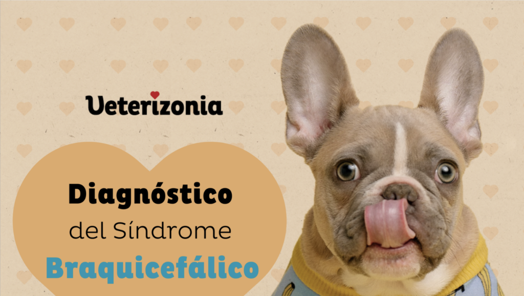 diagnostico-sindrome-braquiencefalico-veterinario-valencia-veterizonia