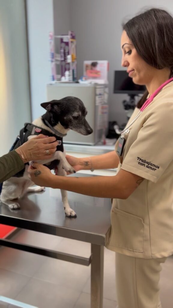 Atención de un perro por parte del equipo veterinario de Veterizonia