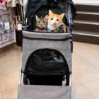 Carrito plegable para perros gris con dos gatos en el interior