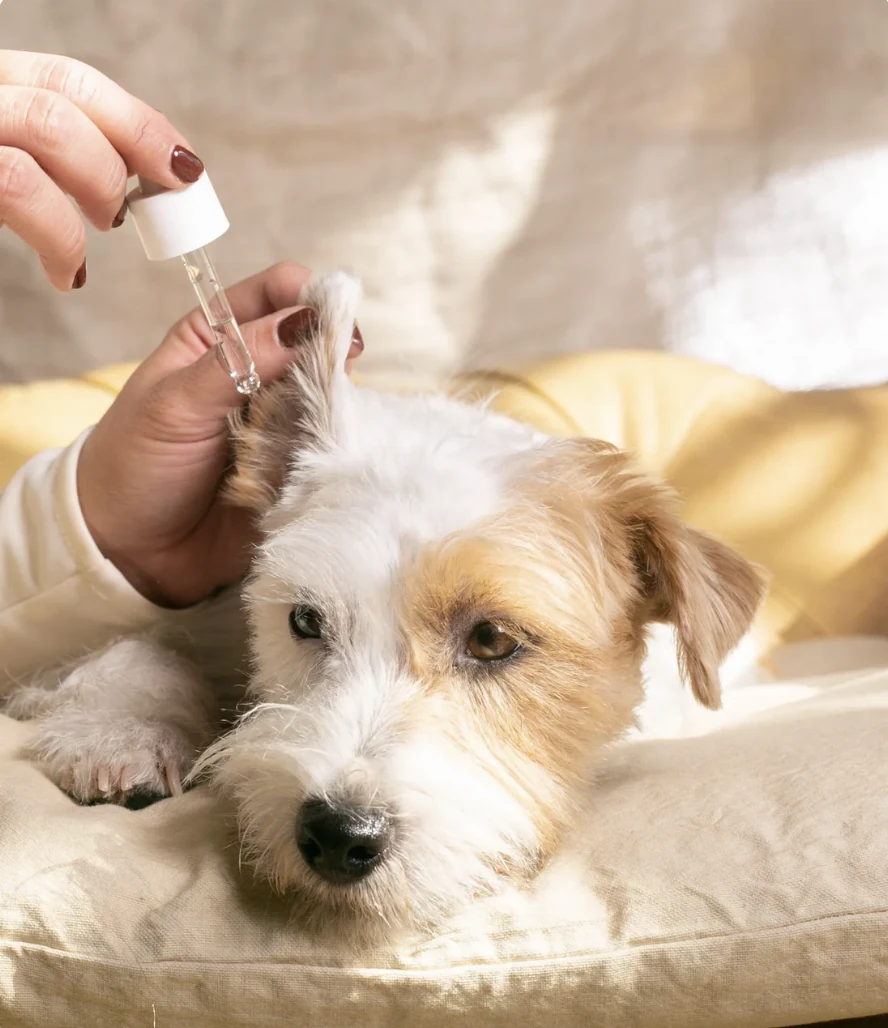 Cuidado de oídos con aloe vera y caléndula Masco Beauty mascotas