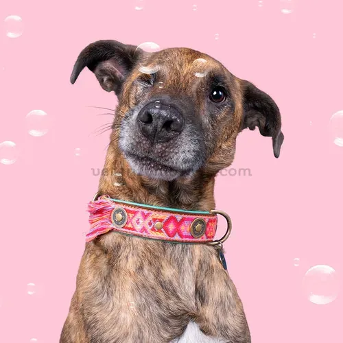 Detalle del collar para perro Pink Boho Rosa con cuentas decorativas
