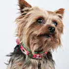 Collar para perro Pink Boho Rosa
