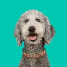 Collar para perro Turquoise Paddy Lee fabricado en cuero premium resistente