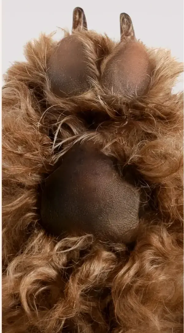 crema regenerado premium para perros antes después veterizonia 1