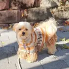 maltipo con Poncho para Perros Alpaca Llama Natural