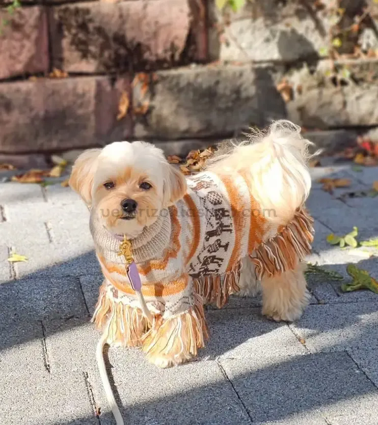maltipo con Poncho para Perros Alpaca Llama Natural