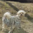 Maltipo con poncho para perros alpaca Woolly Winter – moda de invierno para perros