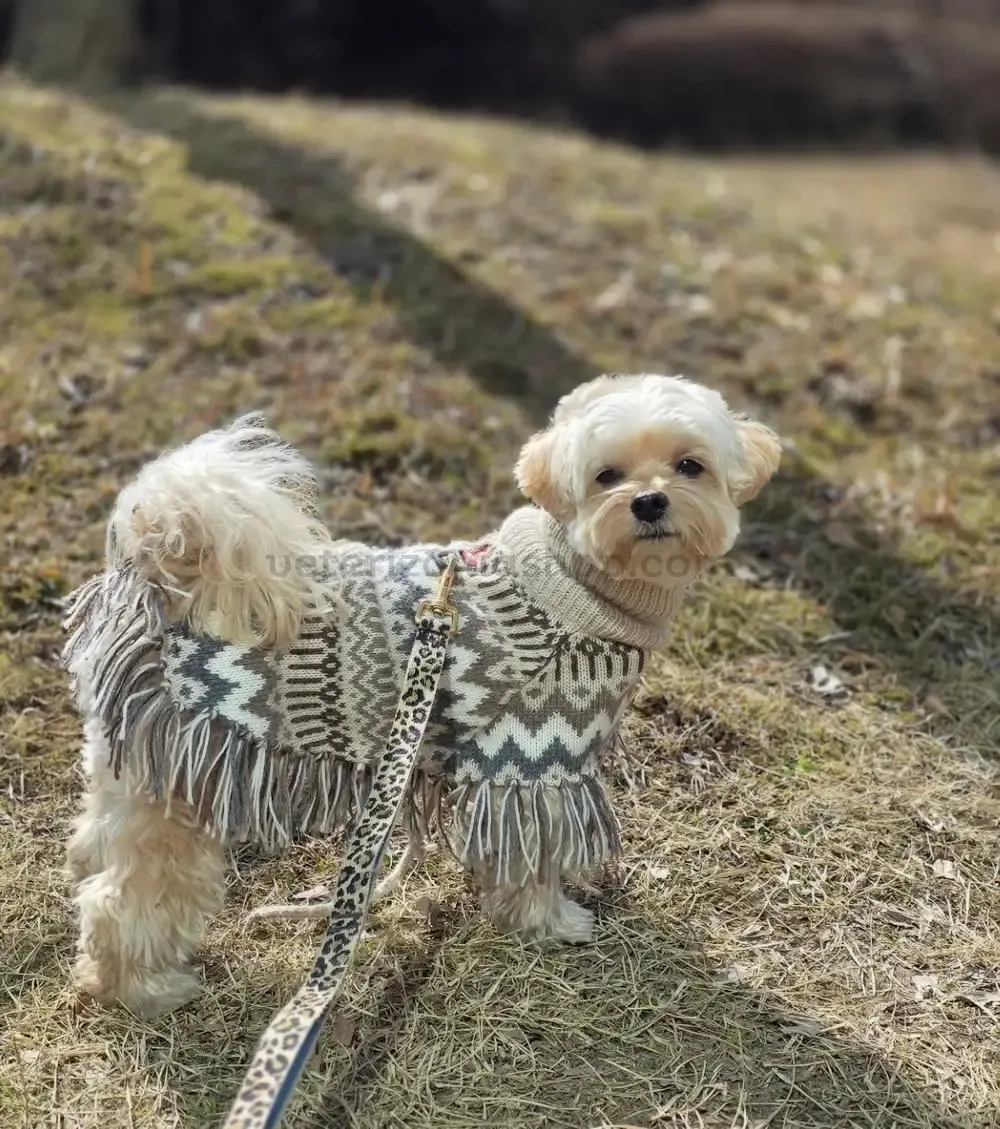 Maltipo con poncho para perros alpaca Woolly Winter – moda de invierno para perros