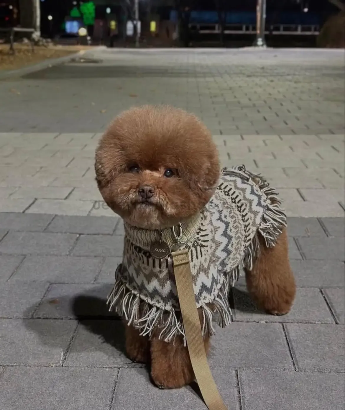 Caniche toy con poncho para perros alpaca Woolly Winter – moda de invierno para perros