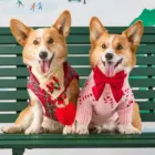 Corgi usando el Suéter para perro rosa con bastones de caramelo durante sesión navideña