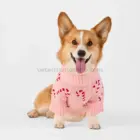 Corgi usando el Suéter para perro con bastones de caramelo rosas durante sesión fotos
