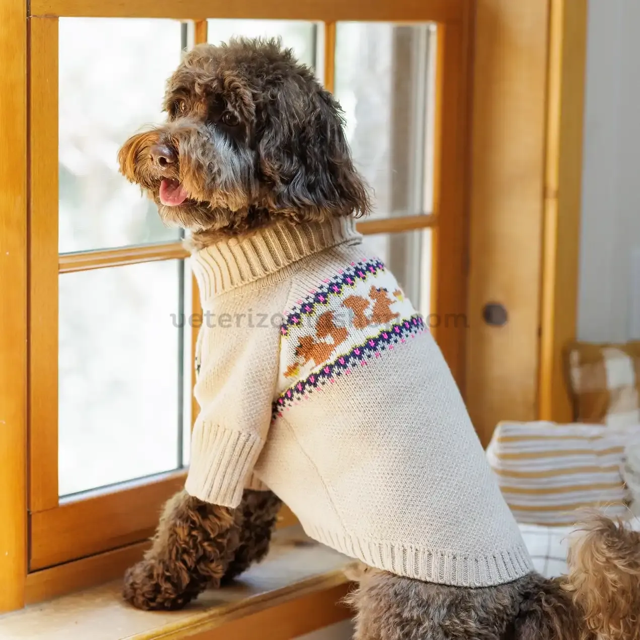 Perro con Suéter para Perro con Ardillas y Bellotas mirando por la ventana