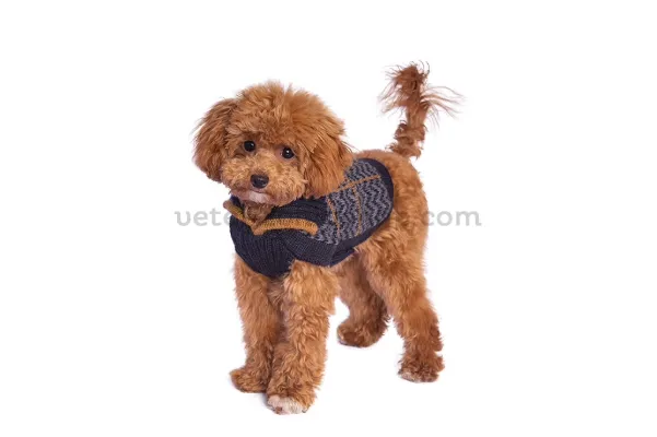 Caniche toy con jersey de alpaca azul preppy, cálido e hipoalergénico, ideal para invierno.