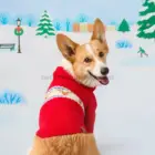 Jersey Navideño para Perro con Borla y Renos Fair Isle en color rojo, visto desde atrás sobre perro raza Corgi.