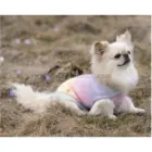 Perro pequeño luciendo el jersey para perro Aurora Rainbow – estilo y confort
