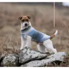 Jersey para perro Clouds azul – perro pequeño posando con el jersey puesto