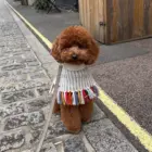 Caniche toy con poncho alpaca perro rainbow