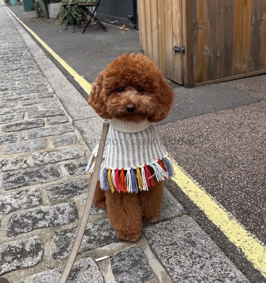 Caniche toy con poncho alpaca perro rainbow