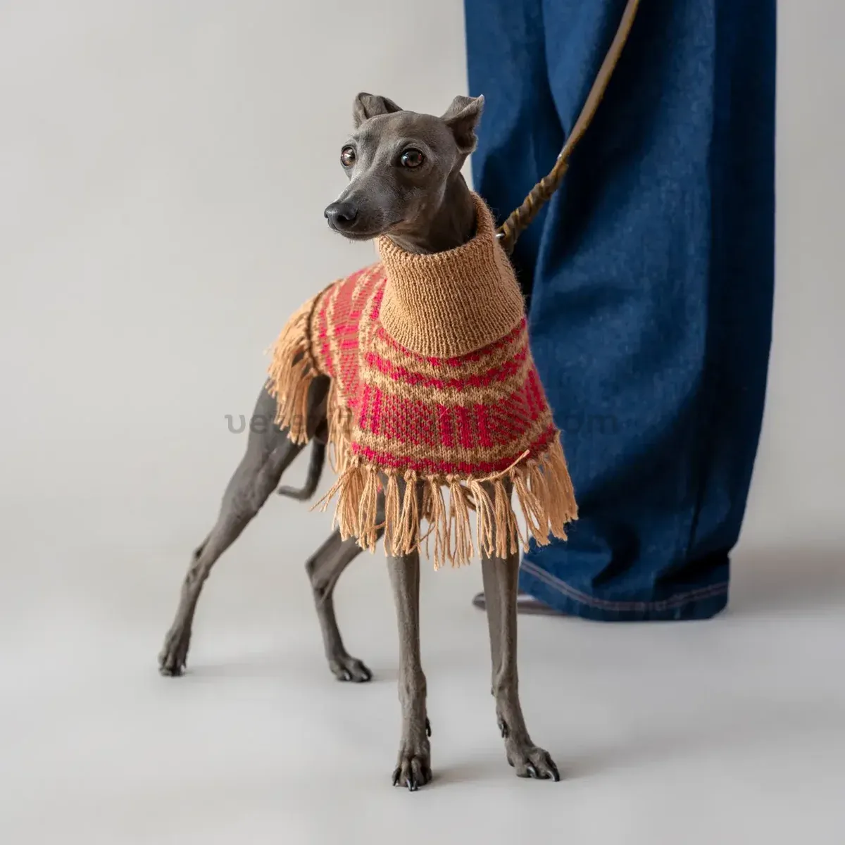 Lucho, galgo italiano, luciendo el Poncho Camelberry para perros con diseño escocés alpaca