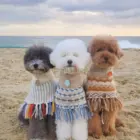 3 cancihes con jersey poncho para perro