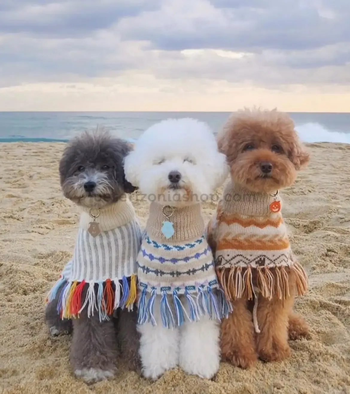 3 cancihes con jersey poncho para perro