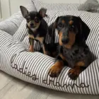 cama para perro desenfundable rayas grises con nombre bordado personalizado